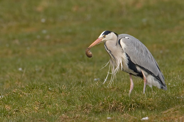 Graureiher Ardea cinerea